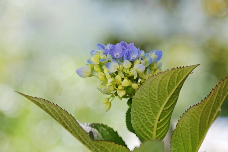 a blue flower with green leaves on it