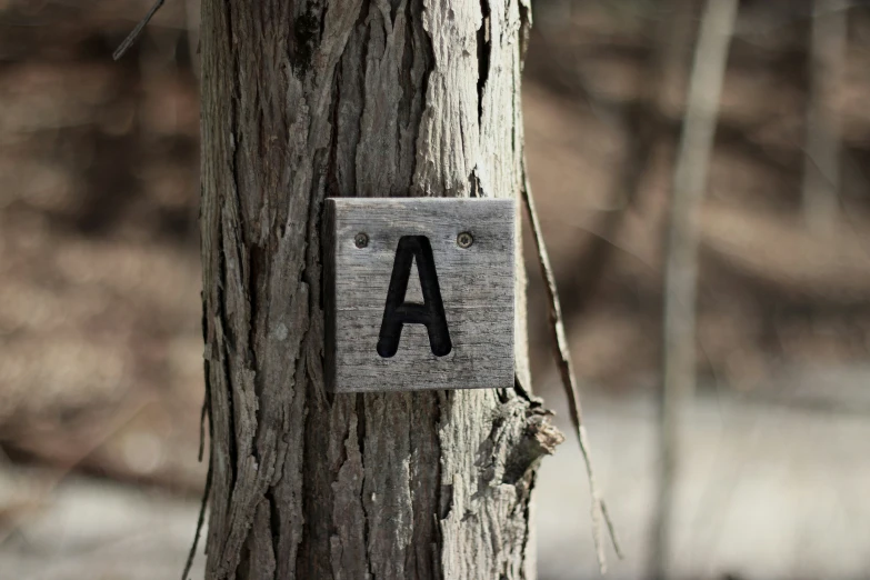 wooden sign posted on a tree saying, a