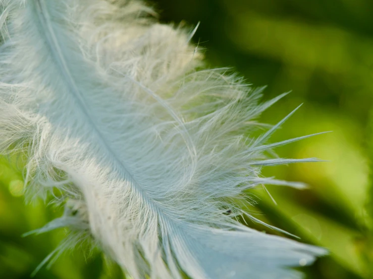 an feather that has fallen into the air