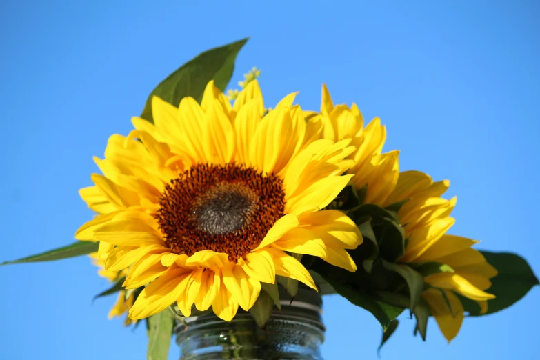 the sunflowers are in a clear vase in front of a blue sky