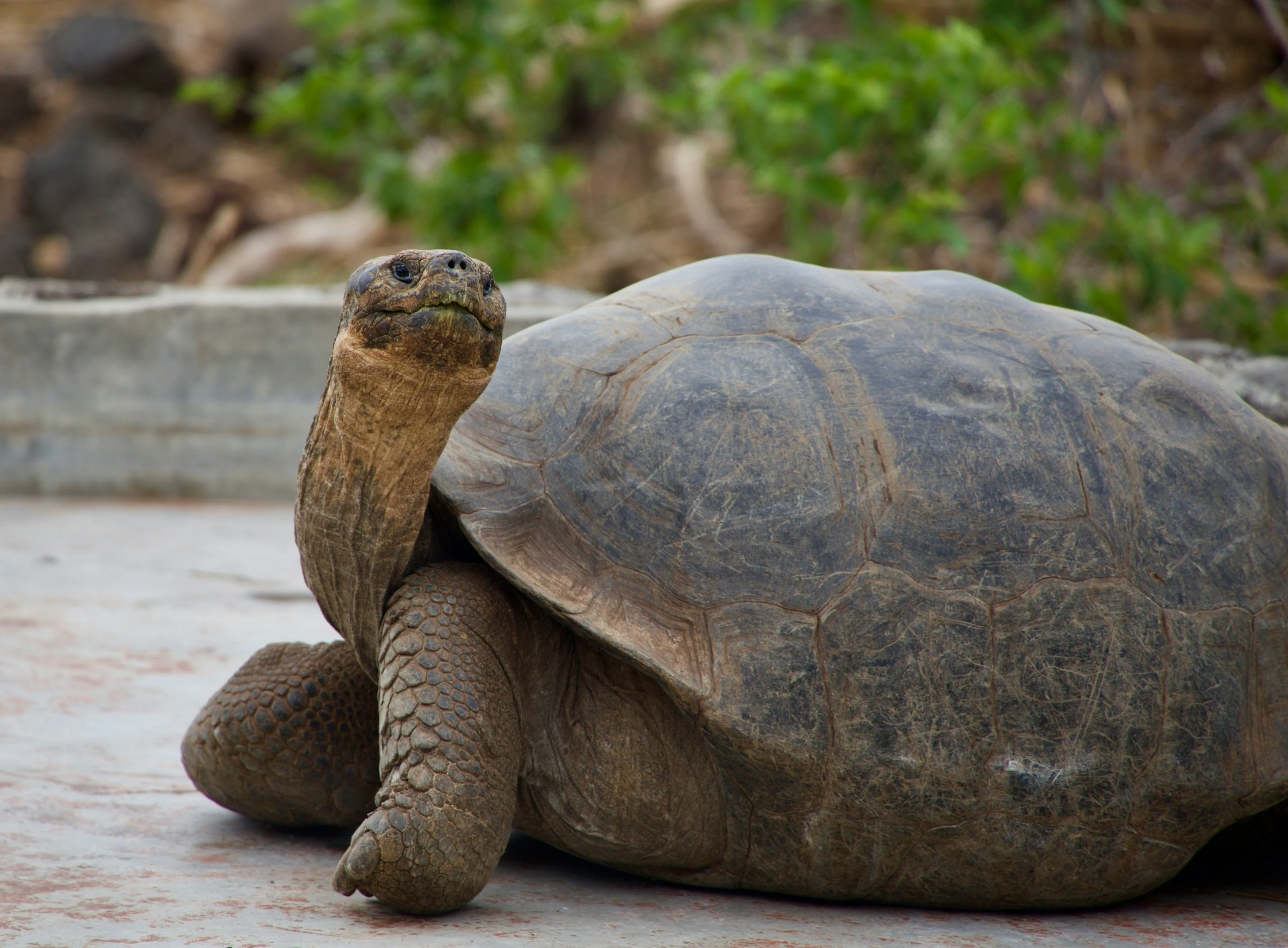 a close up of a turtle with bushes behind it