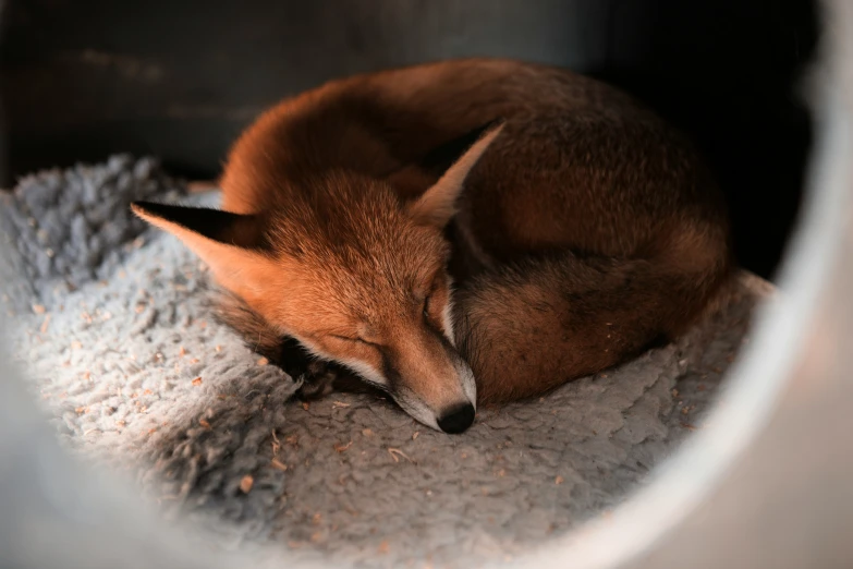 a fox is sleeping inside a metal box