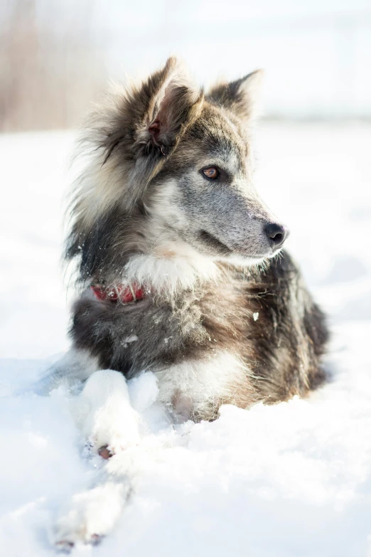 a dog that is laying in the snow