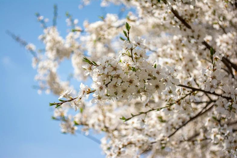 some white flowers on a tree and sky