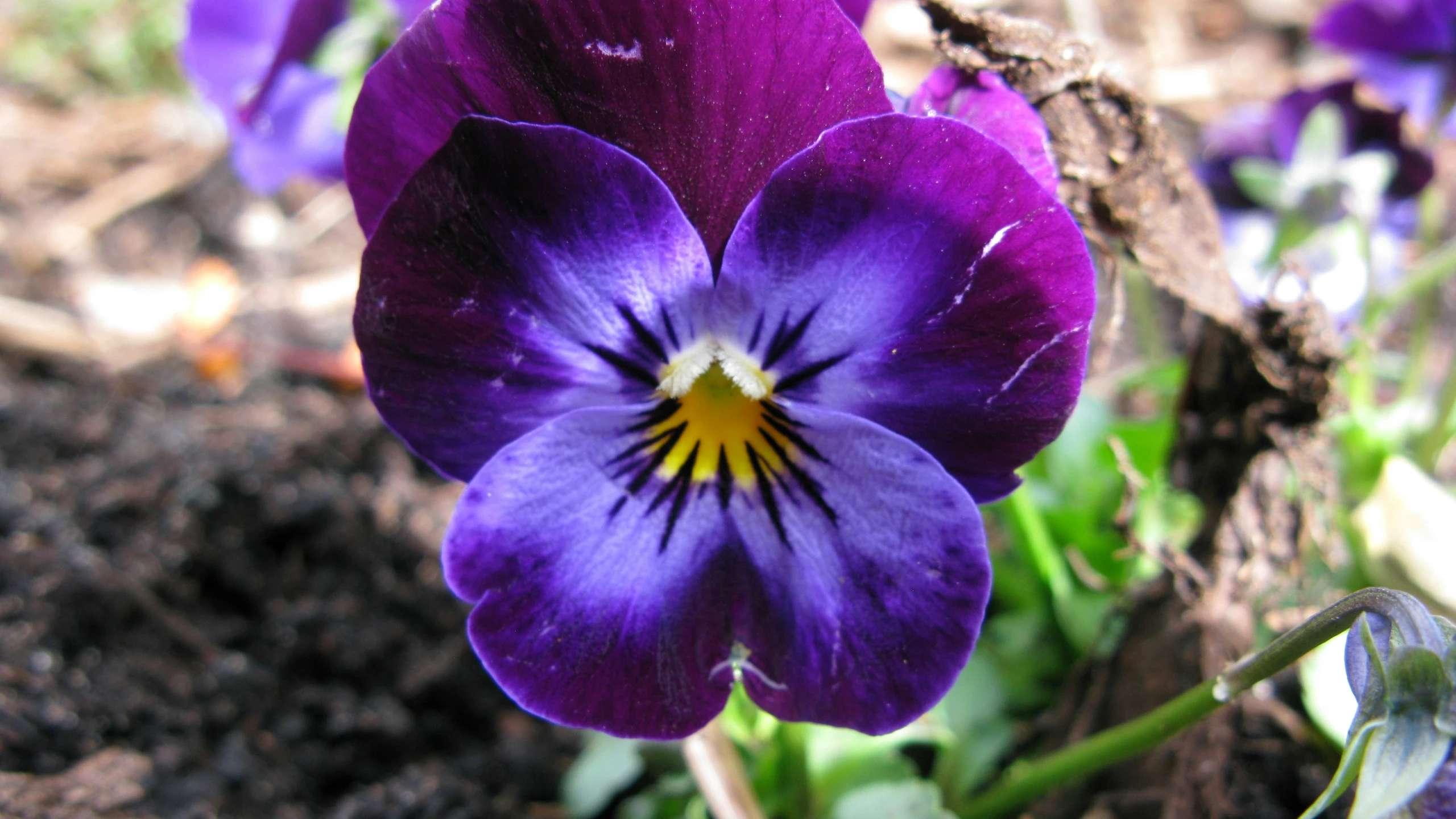 purple flowers on a plant in dirt next to green leaves