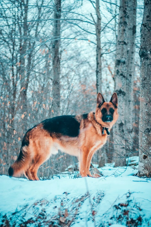 a large brown and black dog standing in the snow