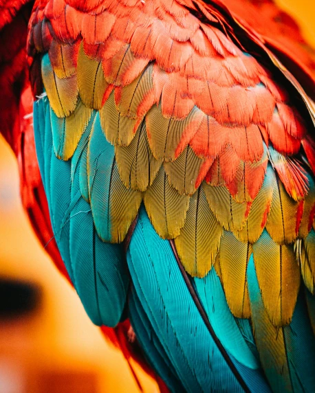 close up of the head and feathers of a colorful bird
