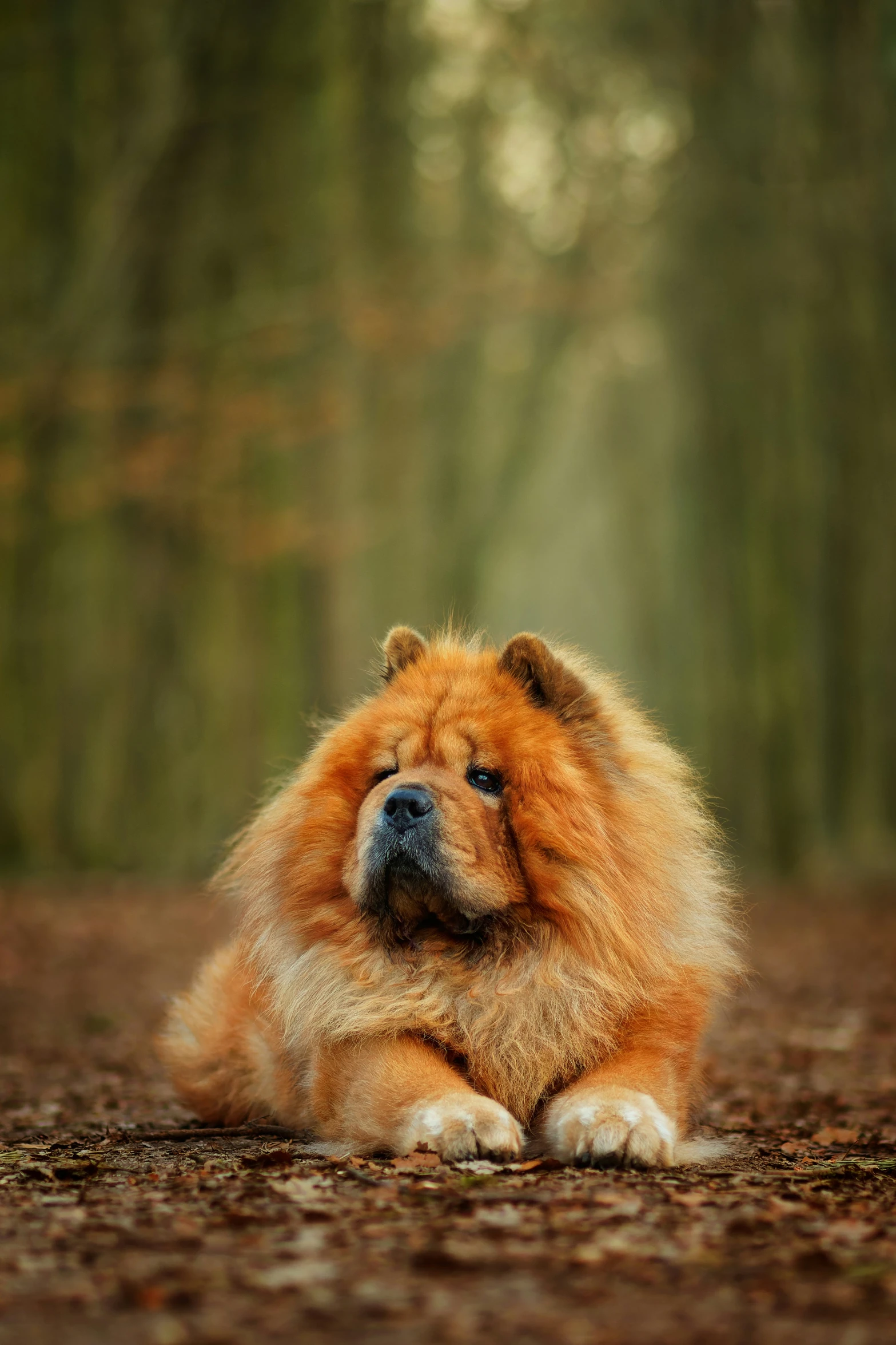 a brown dog with a fuzzy face lying on the ground