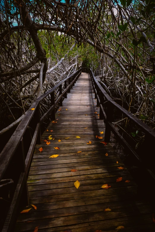 a long wooden bridge with lots of nches over it