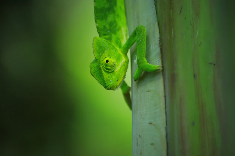 an adult chamelon climbing up a bamboo pole