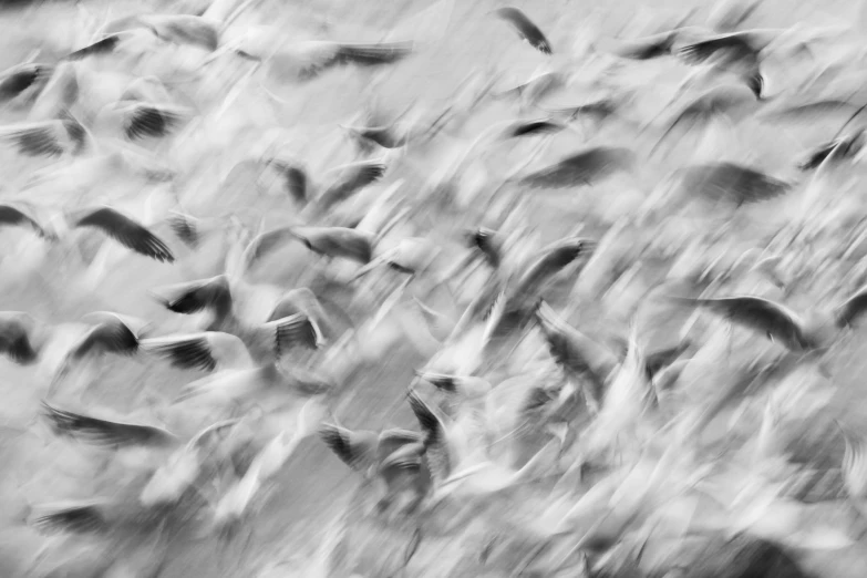 a flock of birds flying above the ground