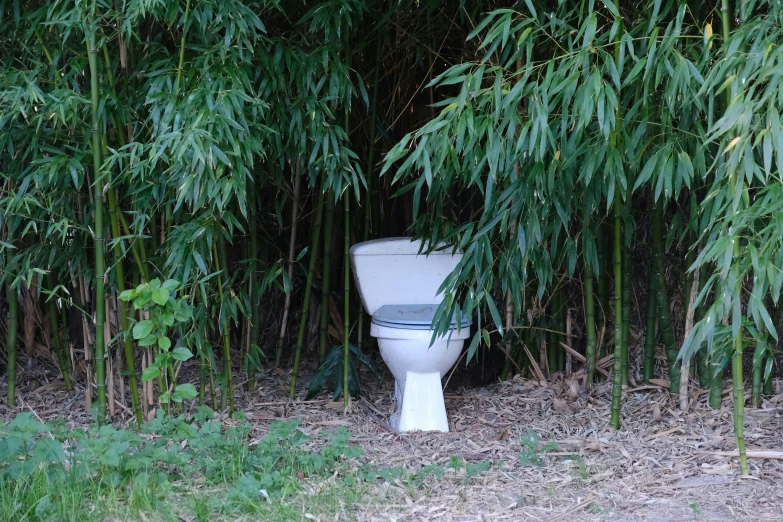 an old white toilet is surrounded by bamboo trees