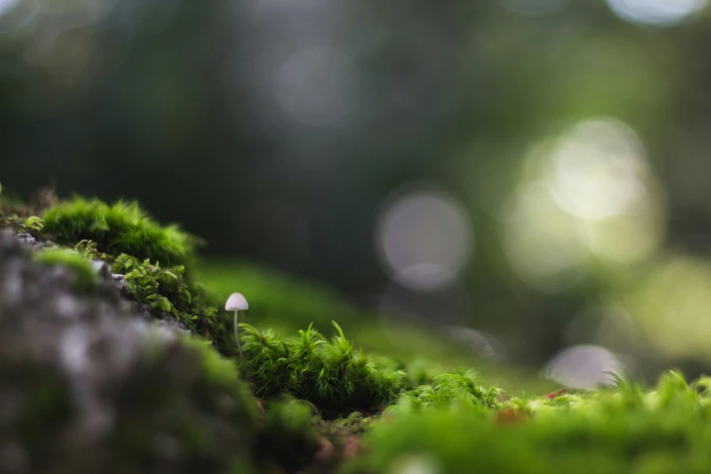 a closeup of moss growing on the side of a large rock