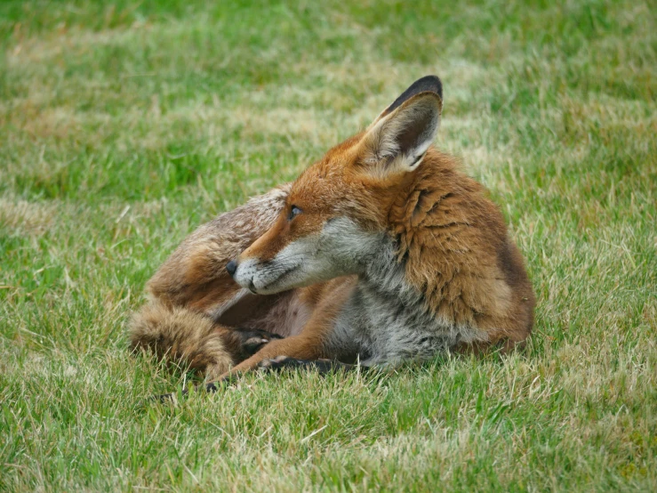 a baby kangaroo laying down on grass next to it's mother