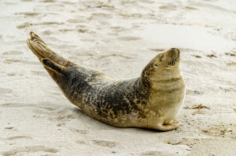 an animal laying in the sand on the beach