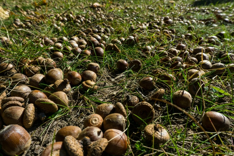 some mushrooms that have fallen off of the ground