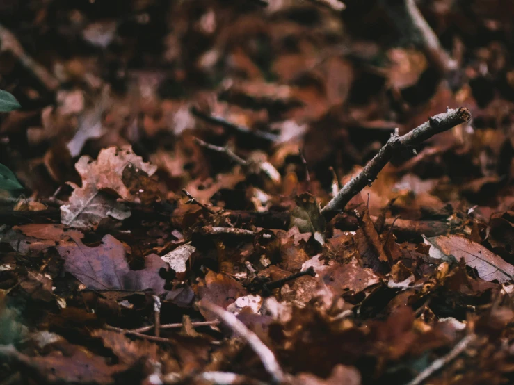 a bird standing on top of leaf covered ground