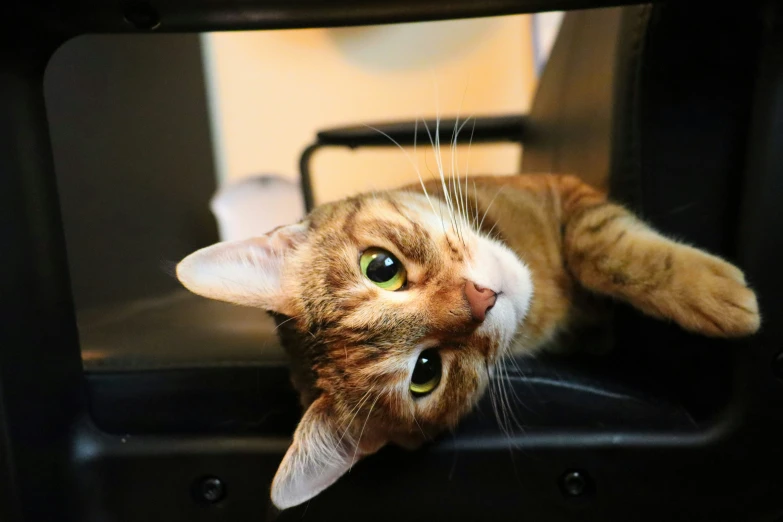 a cat laying on the floor looking up