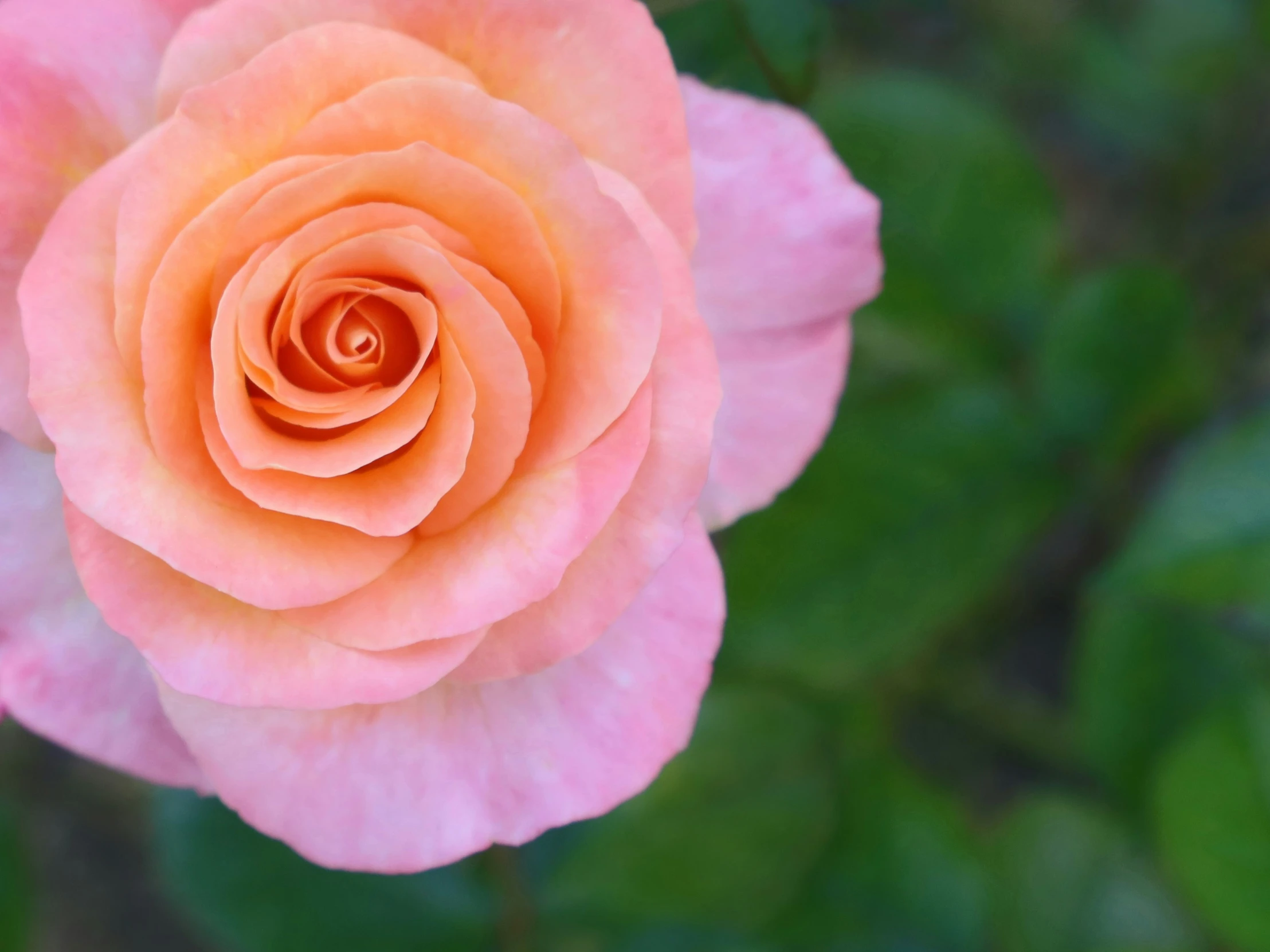 an orange rose that is growing on a tree