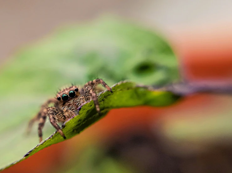 a closeup picture of a small, fuzzy spider on a leaf