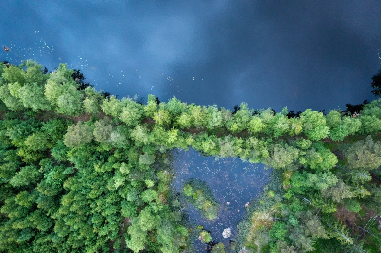 an aerial view of a group of green trees and water