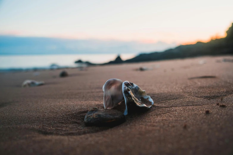 a shell washed in the sand on the beach