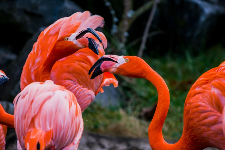 there are flamingos standing together eating at a zoo