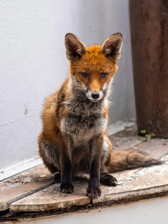 a young fox sitting on a slab next to a gray wall