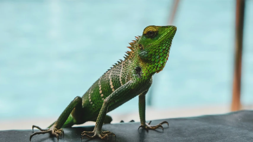 a lizard with green color and black accents on its back legs