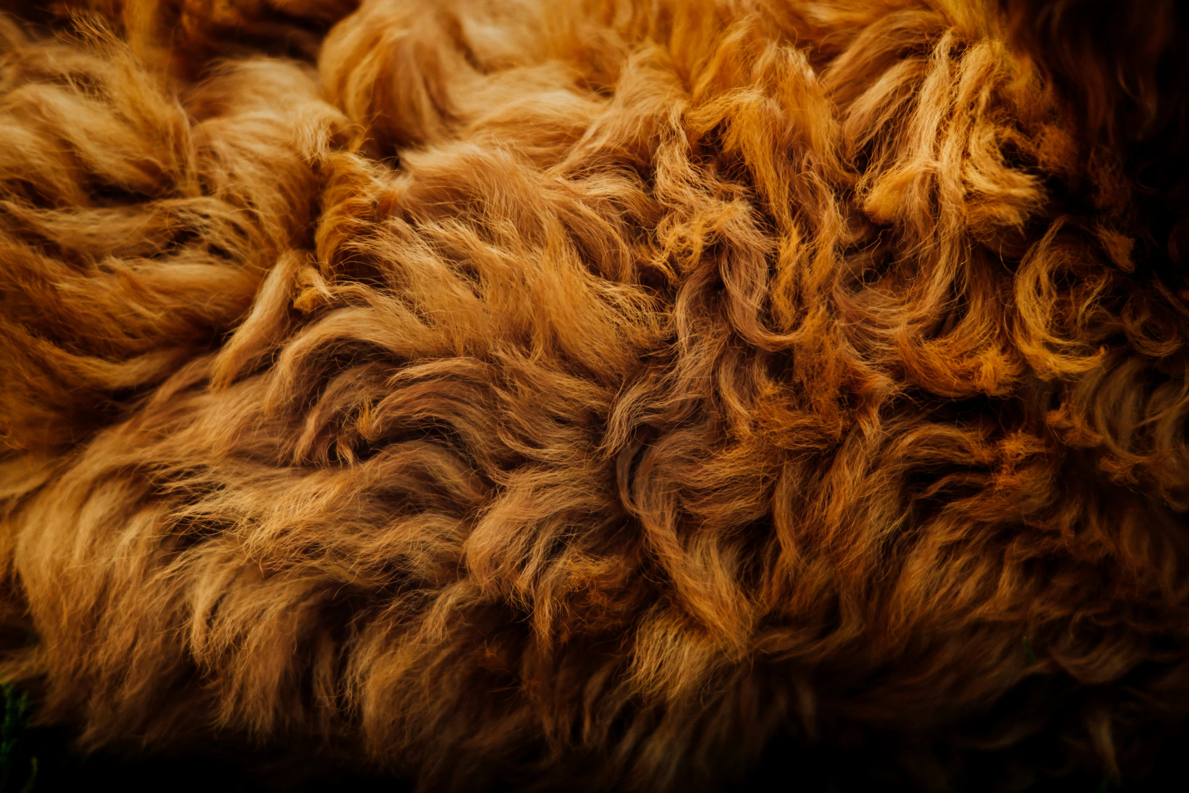 large brown fur with wavy patterns is seen here