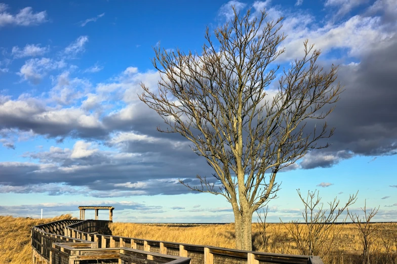 a bench is next to a tree and a bridge