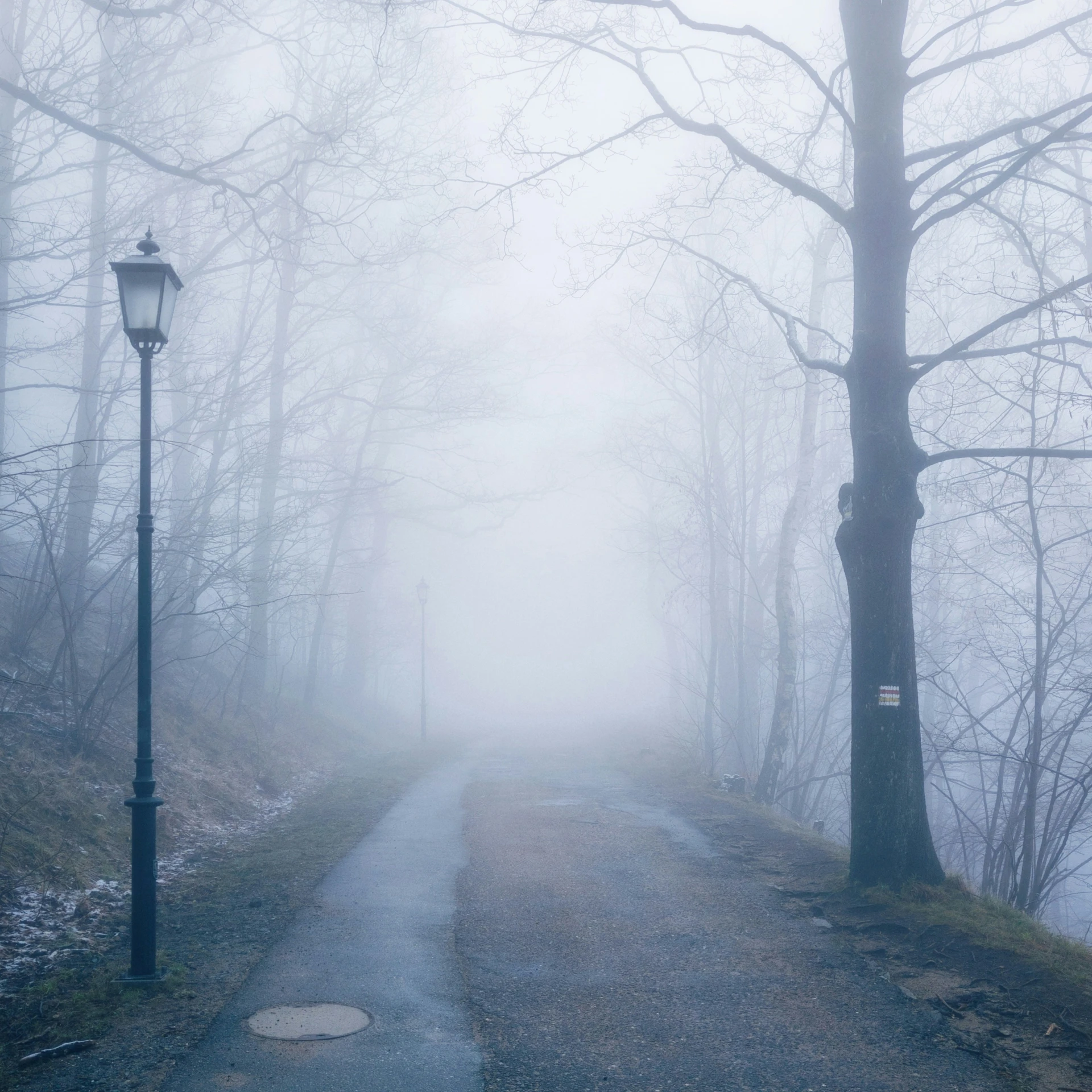 the path in the forest is foggy and empty