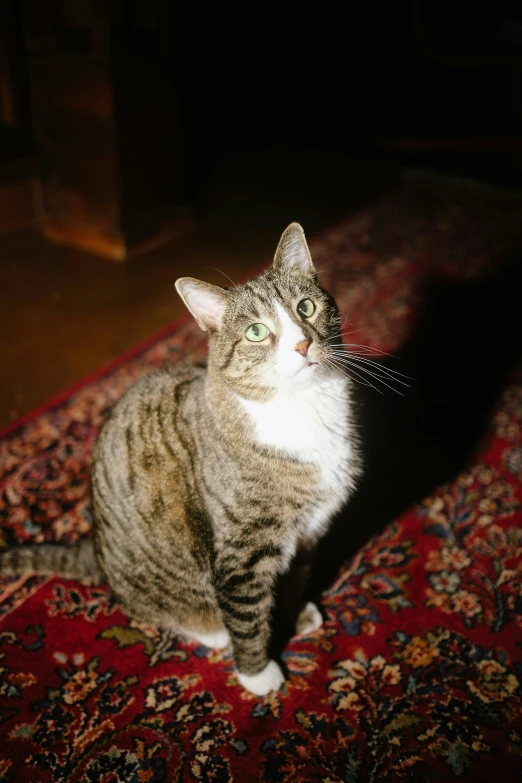 a cat wearing a headband standing on a carpet