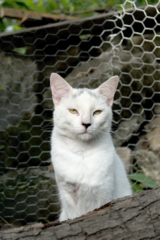 the cat is staring while standing on the fence