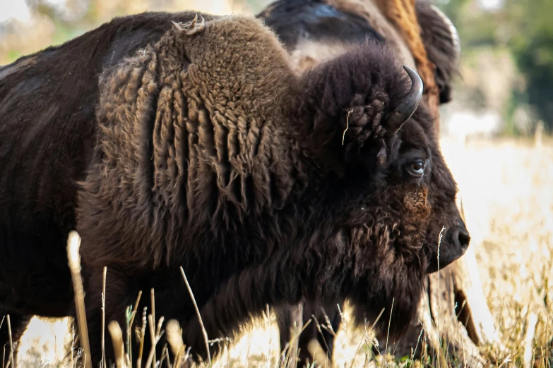 a few animals that are in a grassy area