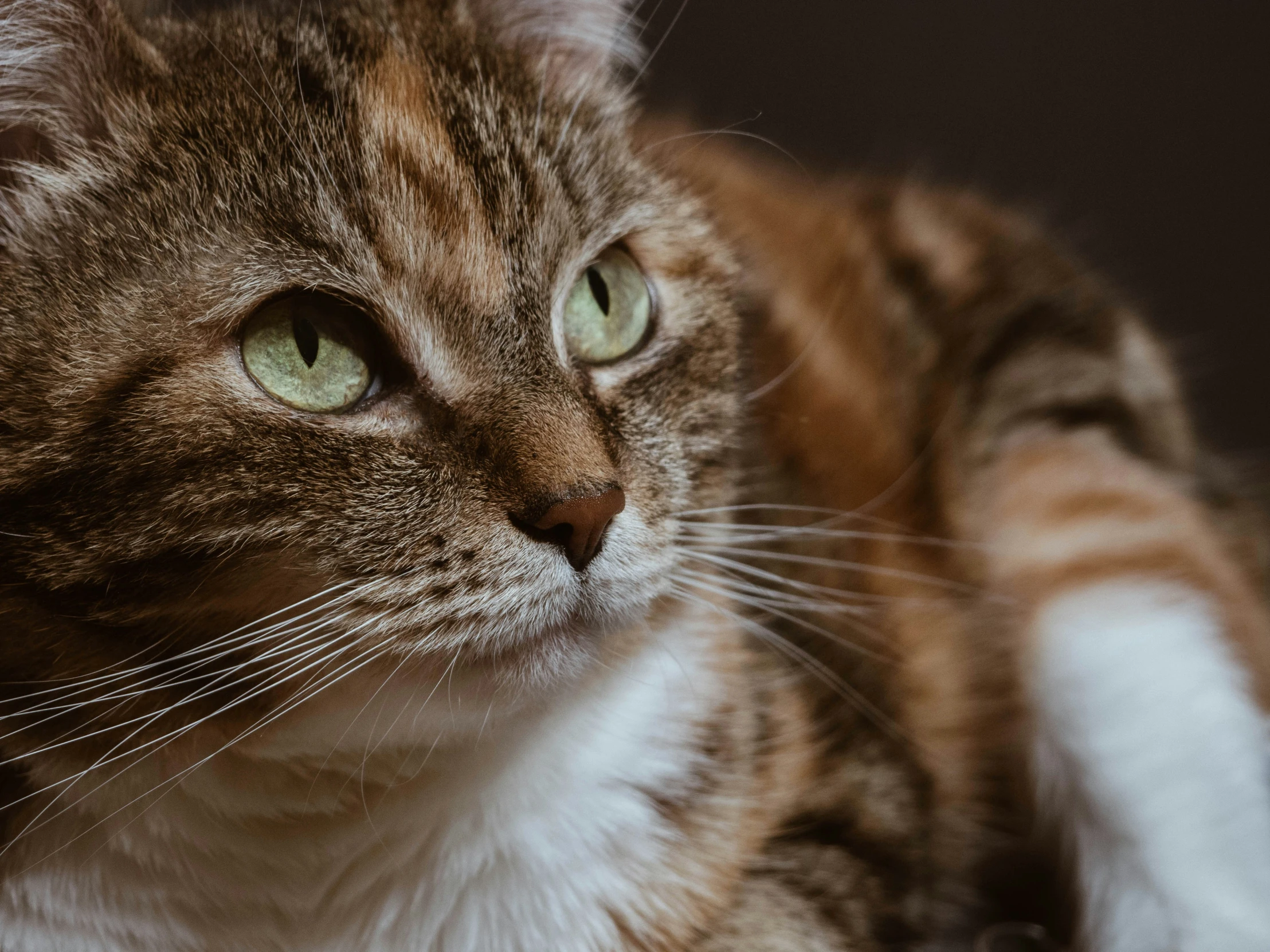 a cat sits on the floor, staring at soing