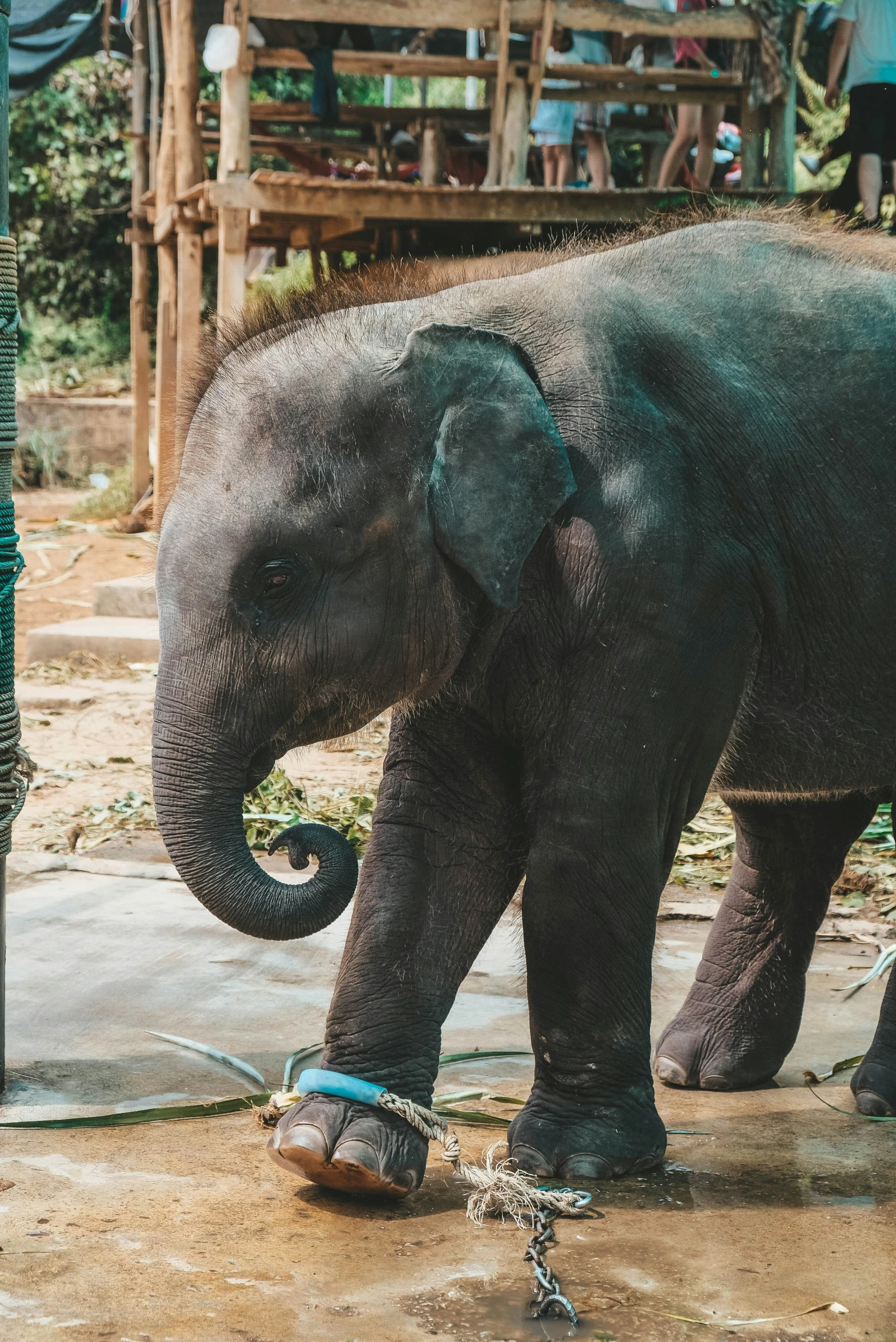 an elephant that is standing on some dirt