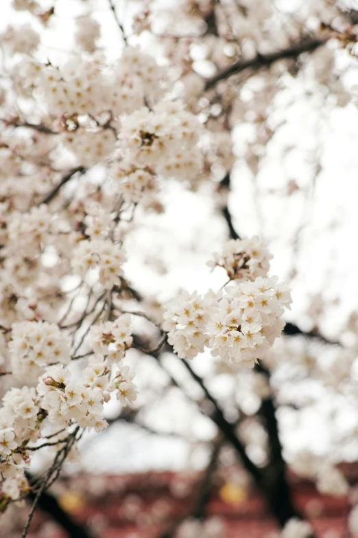 the white flowers are beginning to bloom in this park