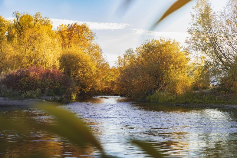 a river running between many trees in autumn