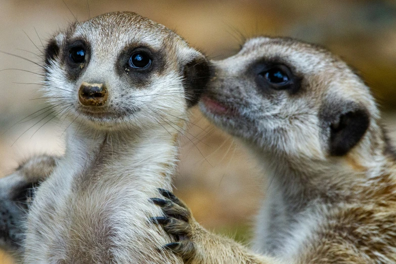 two baby meerkats playing with each other