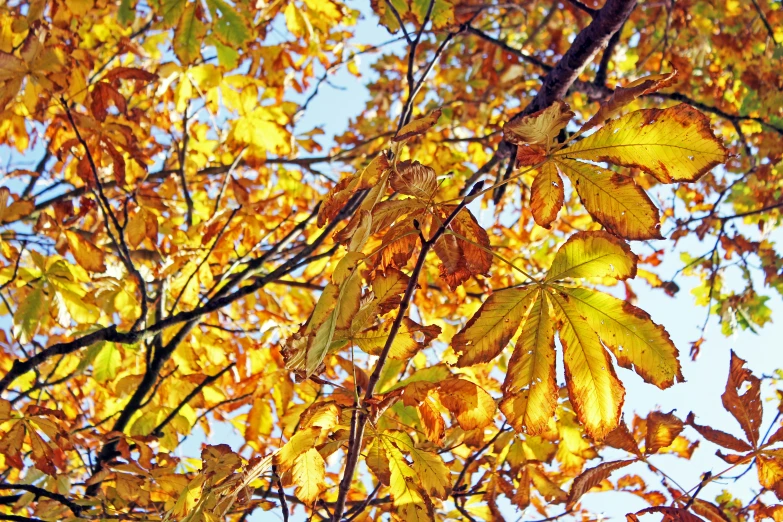 closeup of yellow and green autumn leaves