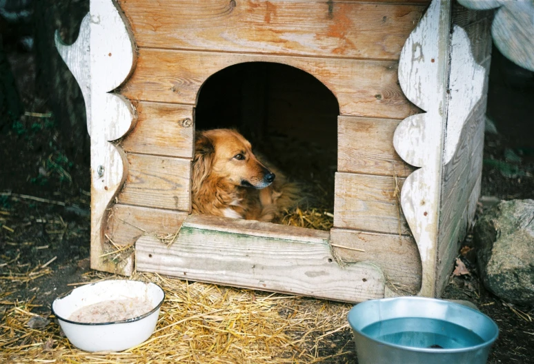a brown dog sitting in a dog house in the grass