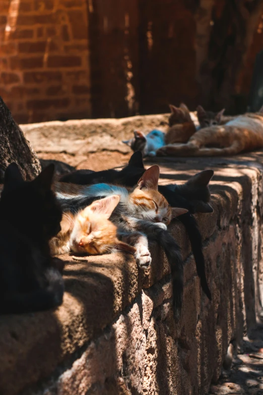 three cats laying on the ground with one in the middle