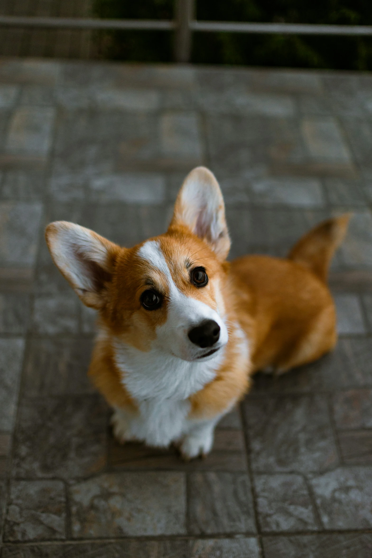 a dog that is standing up on a brick floor