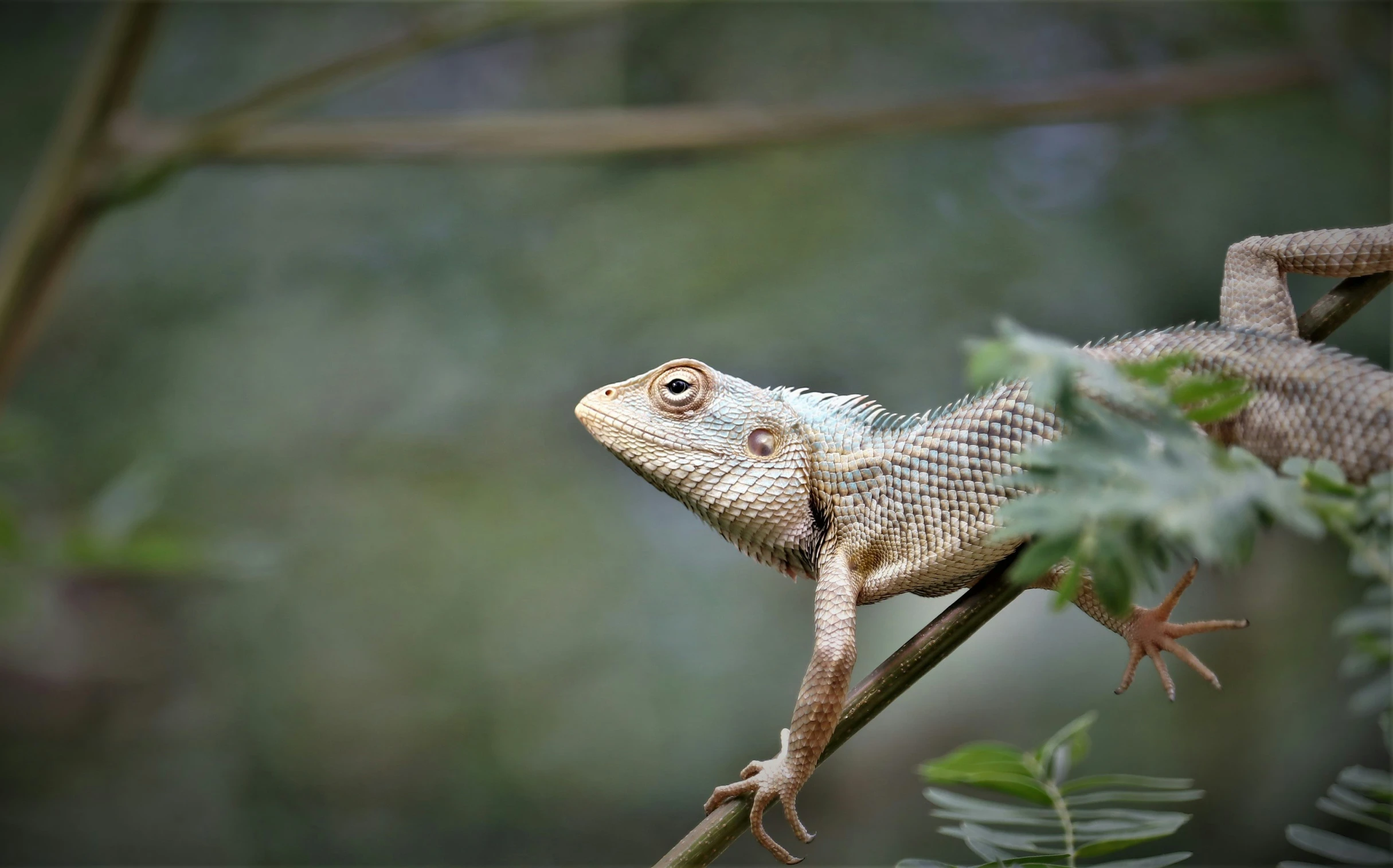 a lizard climbing on a nch with its eyes open