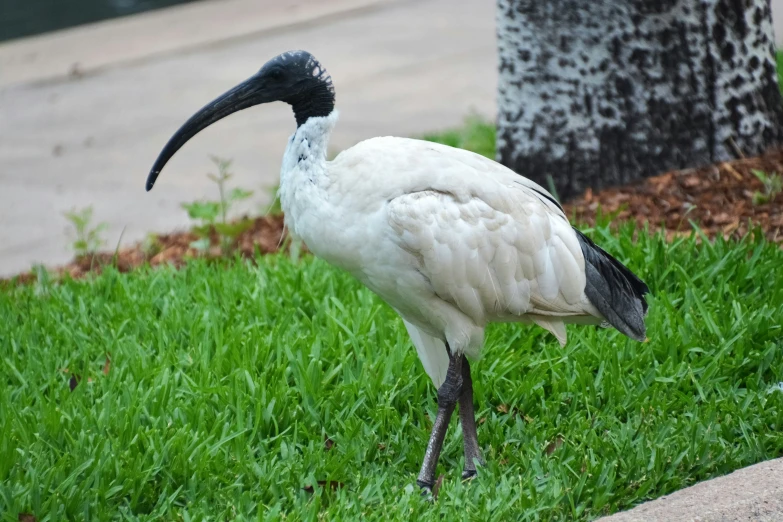 a very pretty white bird with a long black beak