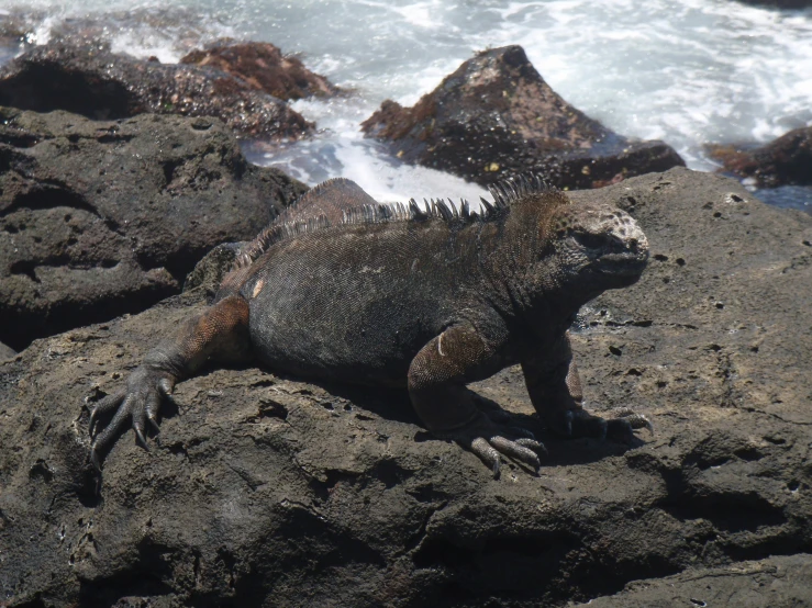 a marine iguan sits on some rocks looking out at the ocean