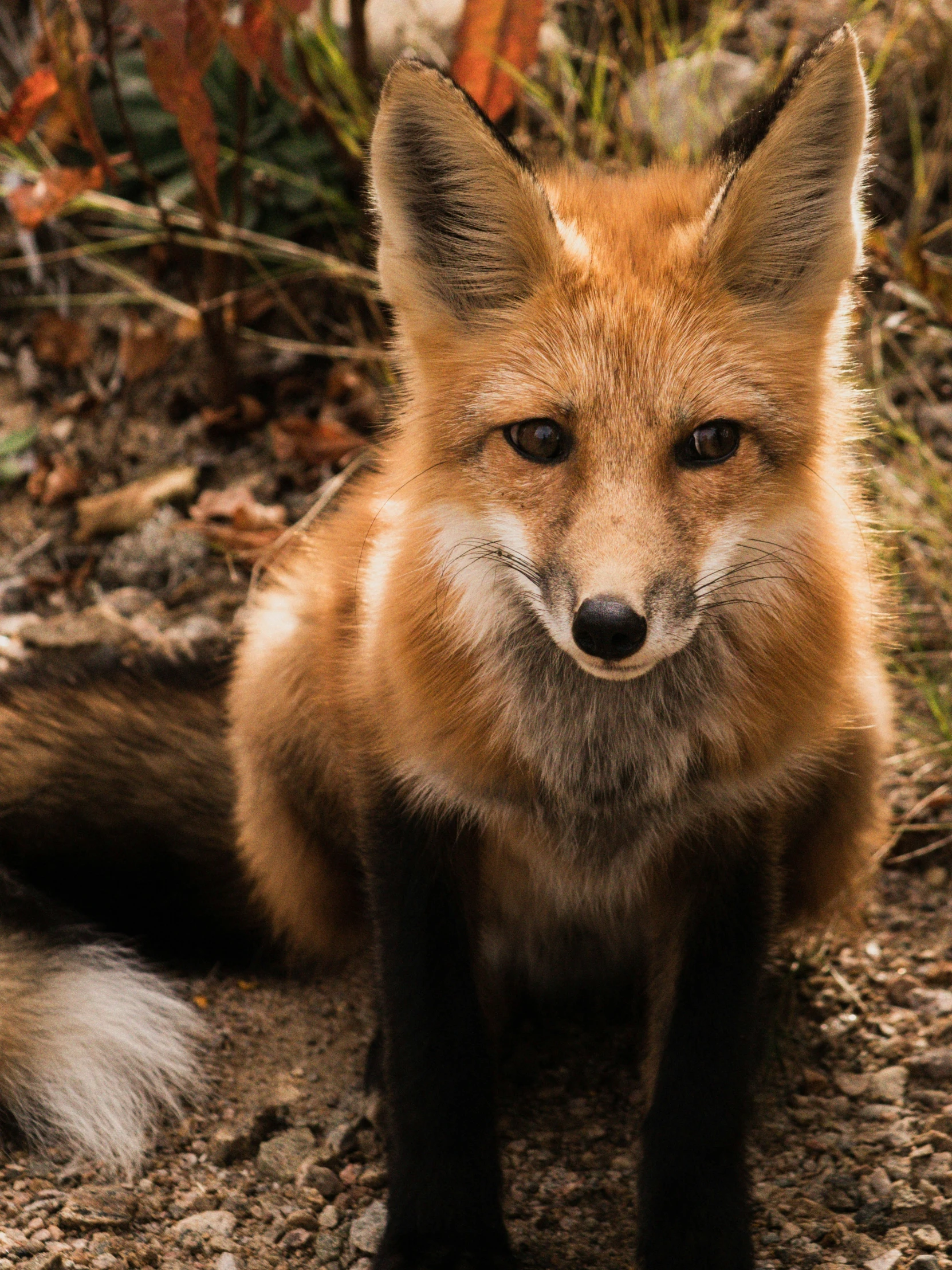 a close up of a fox on a rocky hillside