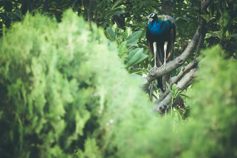 a man wearing a blue and black backpack is sitting in a tree