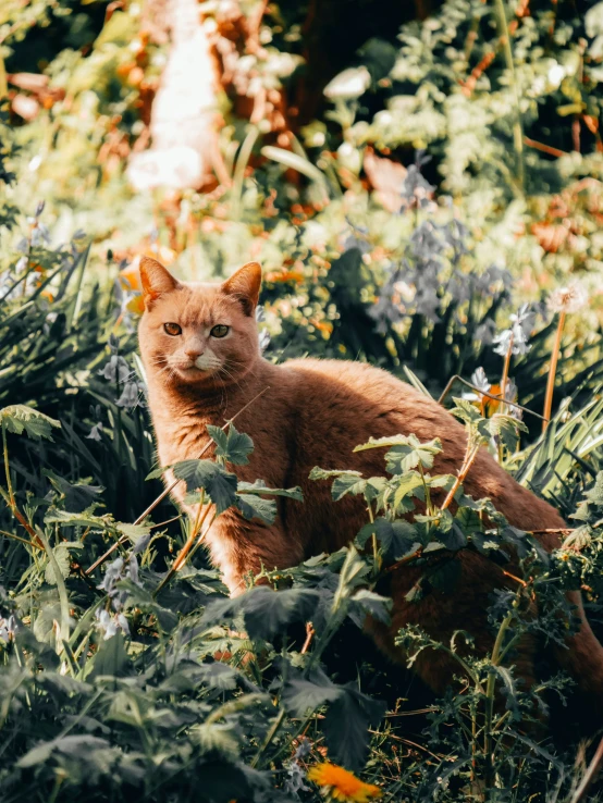 cat laying in a patch of wild flowers and trees